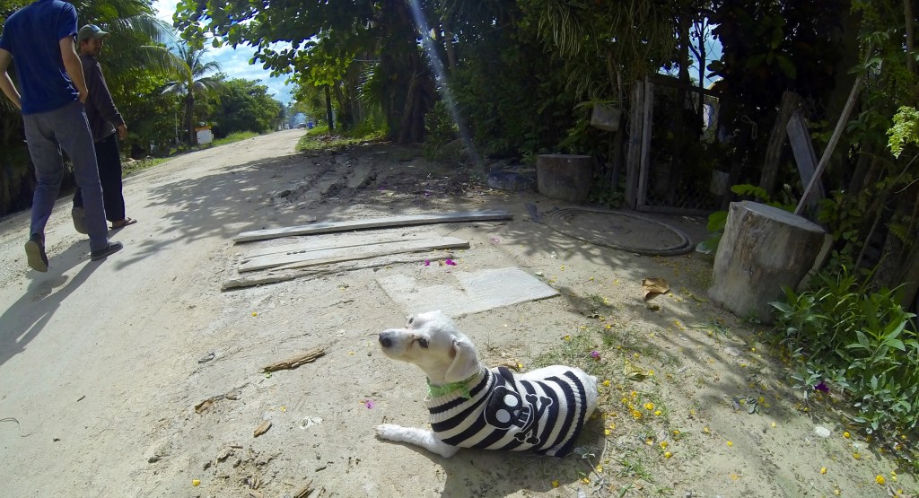 One salty dog we met on the way back to Posada Sirena.