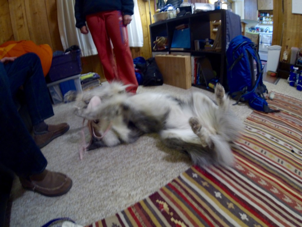 Playing with Kate's dog Suvi back at the ranch while the coos coos and lamb simmered on the stove.