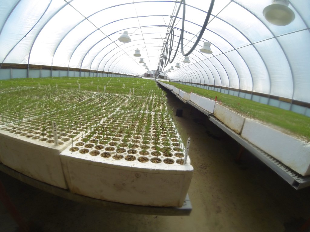 Future generations of Ponderosa Pines...