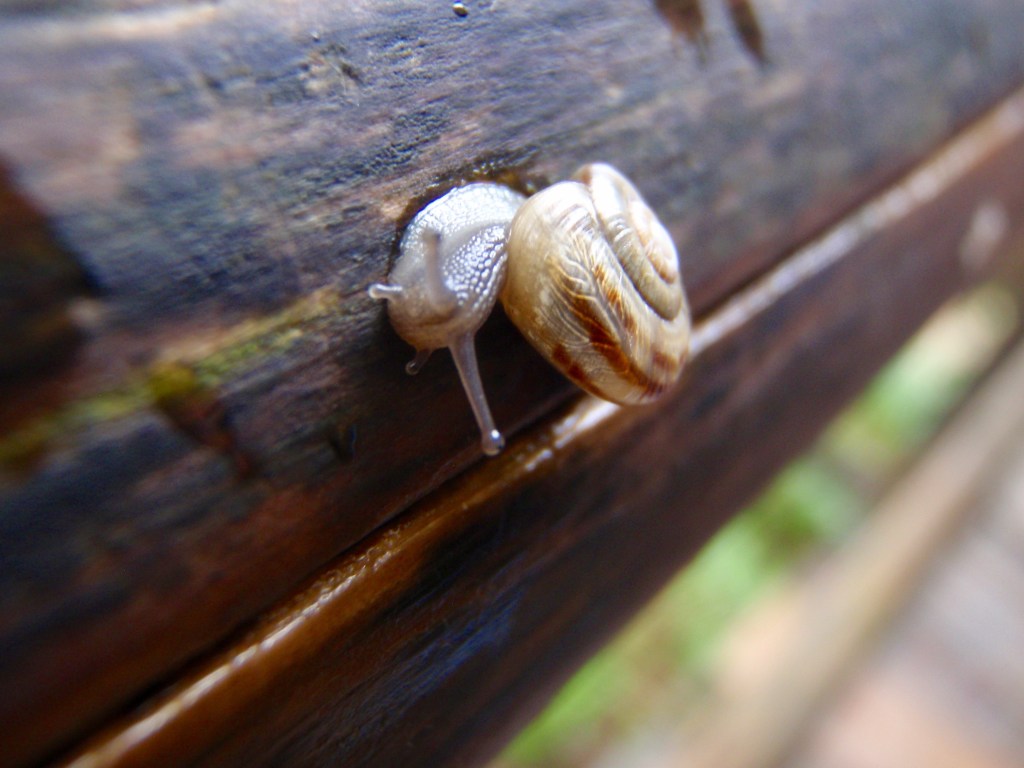 Cutest snail in Slovenia.