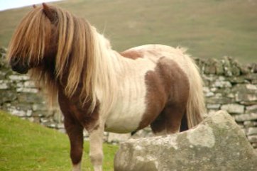 shetland-pony4